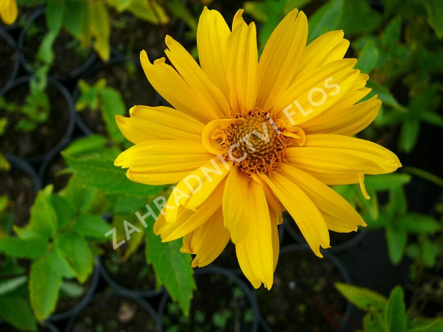 Janeba drsná 'Sommersonne' - Heliopsis helianthoides var. scabra 'Sommersonne'