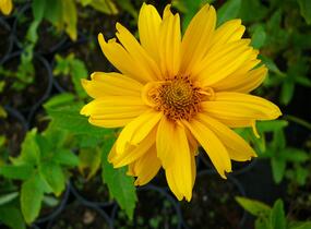 Janeba drsná 'Sommersonne' - Heliopsis helianthoides var. scabra 'Sommersonne'