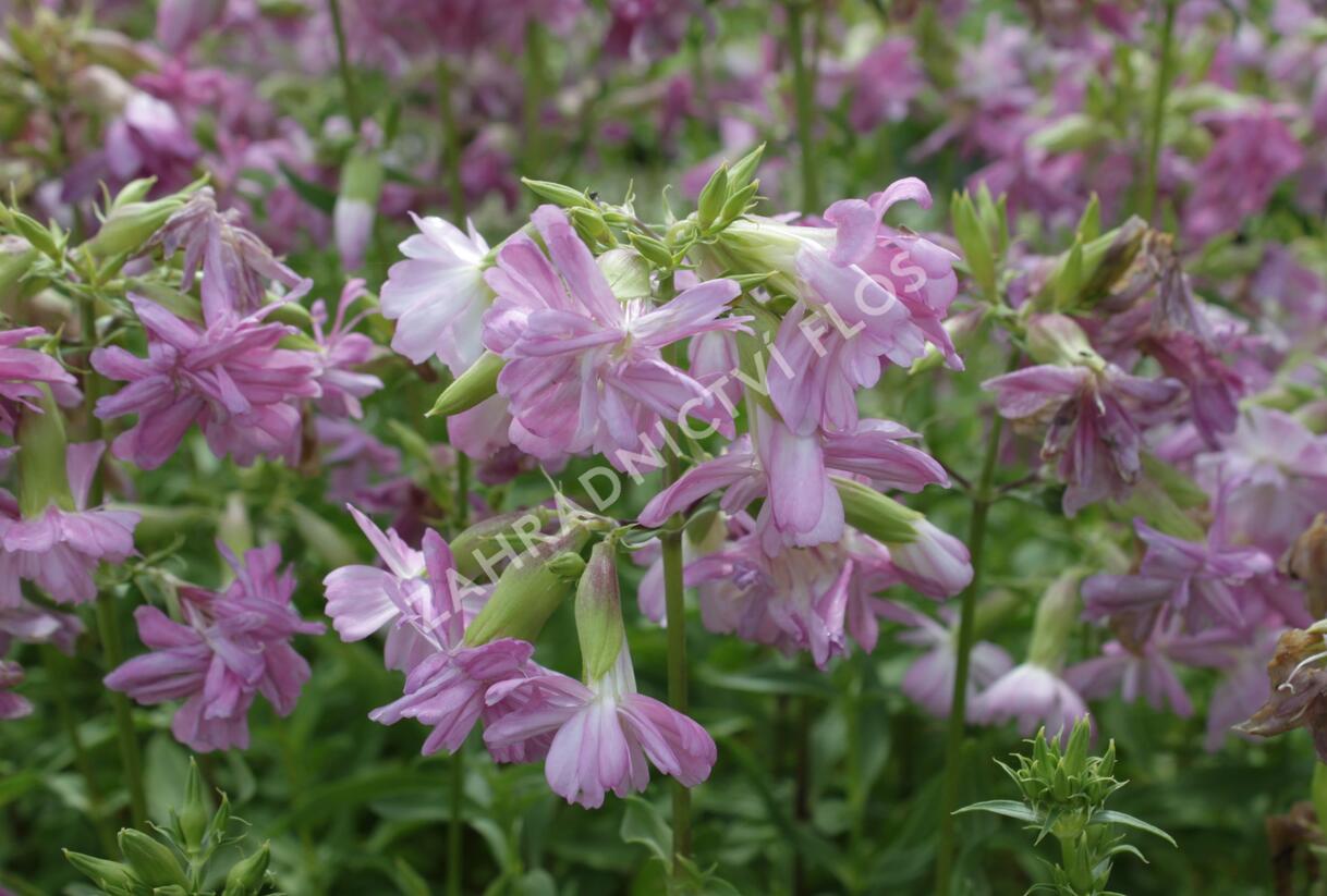 Mydlice lékařská 'Plena' - Saponaria officinalis 'Plena'