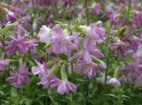 Mydlice lékařská 'Plena' - Saponaria officinalis 'Plena'