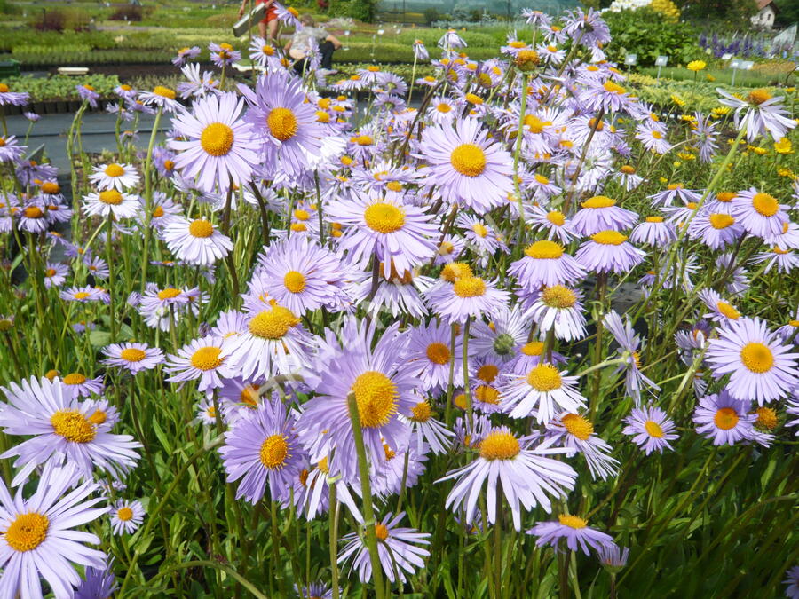 Hvězdnice tongolská 'Wartburgstern' - Aster tongolensis 'Wartburgstern'