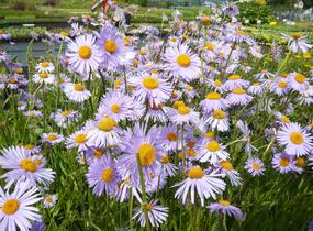 Hvězdnice tongolská 'Wartburgstern' - Aster tongolensis 'Wartburgstern'