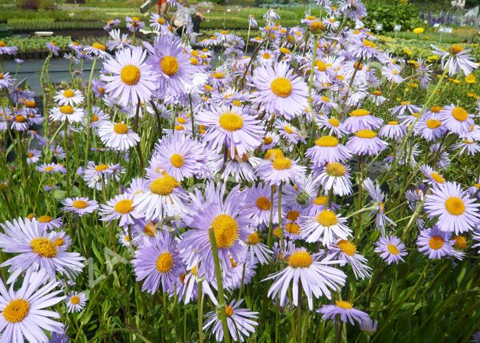 Hvězdnice tongolská 'Wartburgstern' - Aster tongolensis 'Wartburgstern'