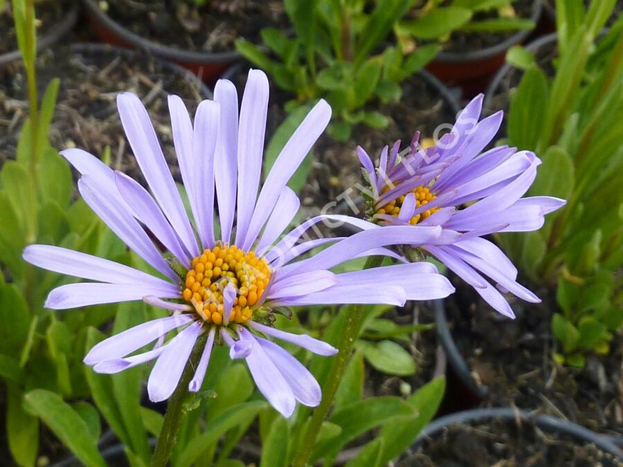 Hvězdnice tongolská 'Wartburgstern' - Aster tongolensis 'Wartburgstern'