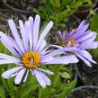 Hvězdnice tongolská 'Wartburgstern' - Aster tongolensis 'Wartburgstern'