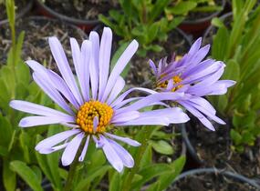 Hvězdnice tongolská 'Wartburgstern' - Aster tongolensis 'Wartburgstern'