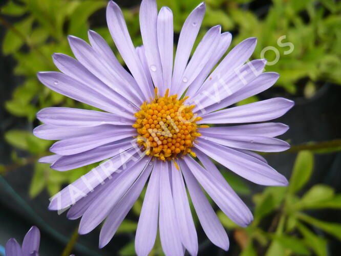 Hvězdnice tongolská 'Wartburgstern' - Aster tongolensis 'Wartburgstern'