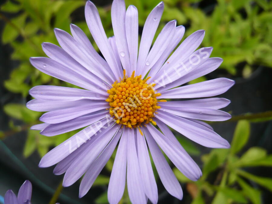 Hvězdnice tongolská 'Wartburgstern' - Aster tongolensis 'Wartburgstern'