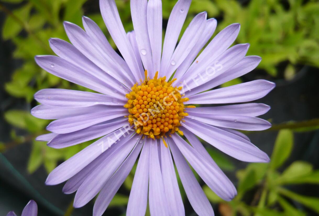 Hvězdnice tongolská 'Wartburgstern' - Aster tongolensis 'Wartburgstern'