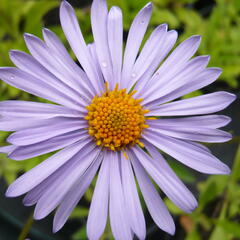 Hvězdnice tongolská 'Wartburgstern' - Aster tongolensis 'Wartburgstern'