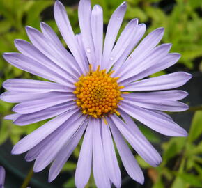 Hvězdnice tongolská 'Wartburgstern' - Aster tongolensis 'Wartburgstern'