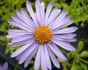 Hvězdnice tongolská 'Wartburgstern'