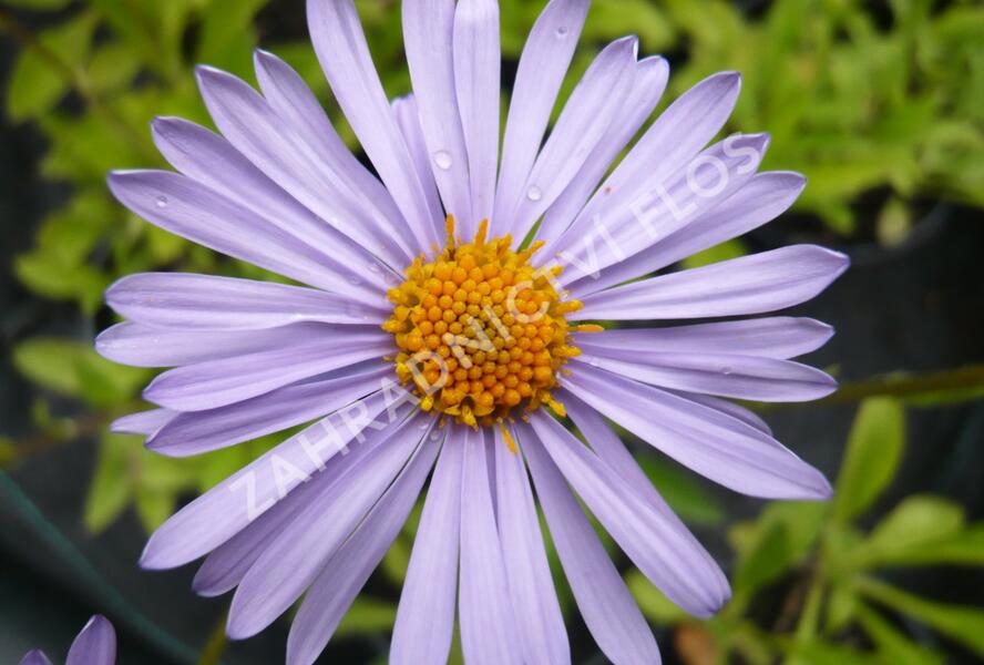 Hvězdnice tongolská 'Wartburgstern' - Aster tongolensis 'Wartburgstern'