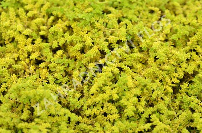 Průtržník lysý - Herniaria glabra