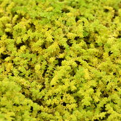 Průtržník lysý - Herniaria glabra