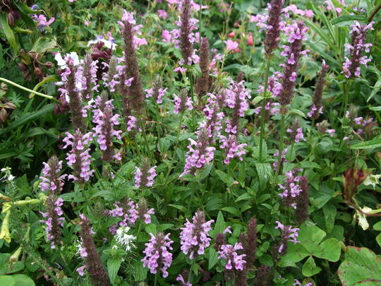 Šanta žilnatá 'Pink Cat' - Nepeta nervosa 'Pink Cat'