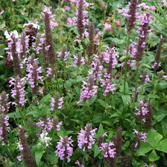 Šanta 'Pink Cat' - Nepeta nervosa 'Pink Cat'