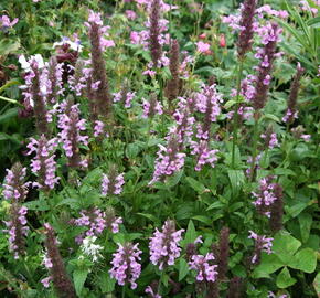 Šanta žilnatá 'Pink Cat' - Nepeta nervosa 'Pink Cat'