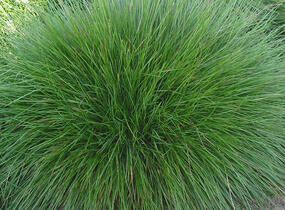Kostřava ametystová - Festuca amethystina