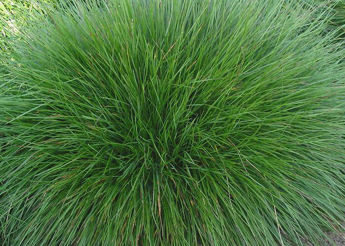 Kostřava ametystová - Festuca amethystina