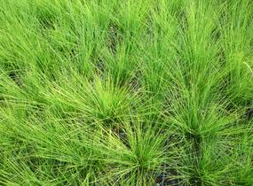 Kostřava ametystová - Festuca amethystina