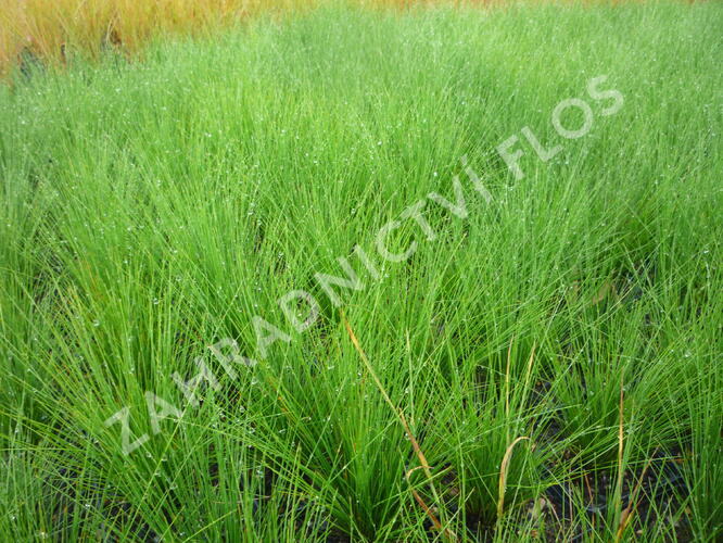 Kostřava ametystová - Festuca amethystina
