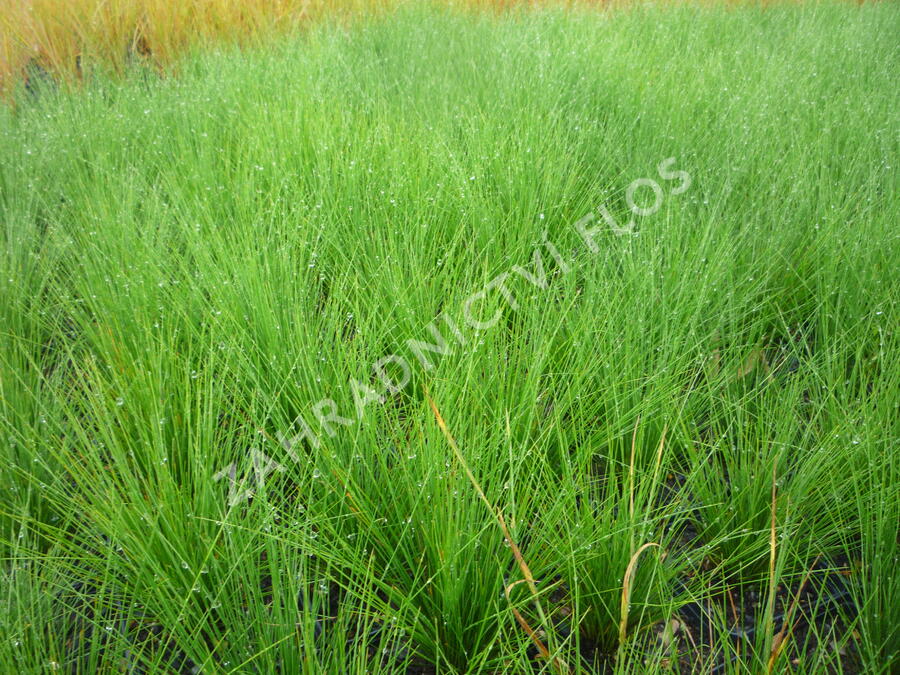 Kostřava ametystová - Festuca amethystina