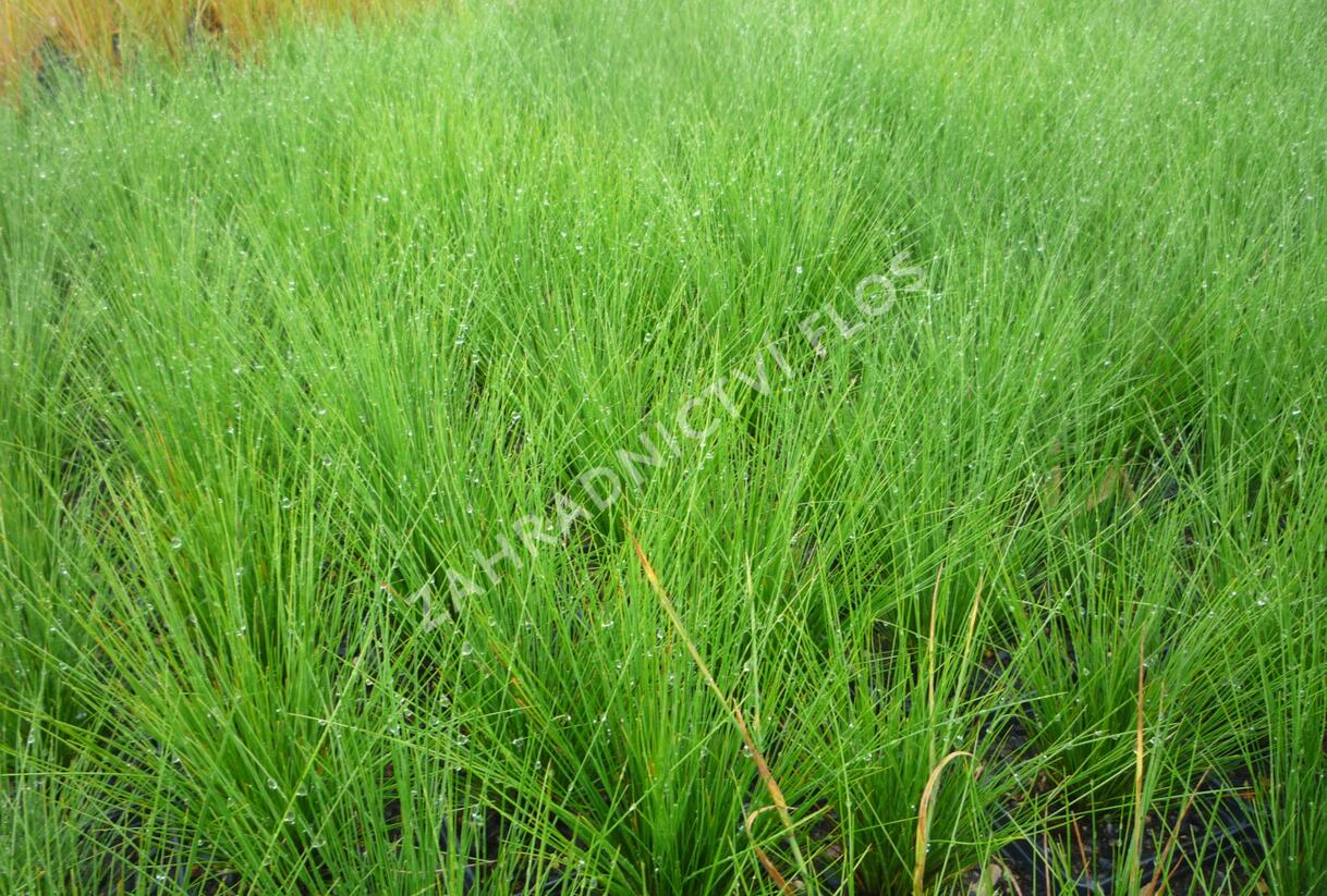 Kostřava ametystová - Festuca amethystina
