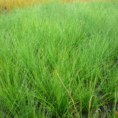 Kostřava ametystová - Festuca amethystina