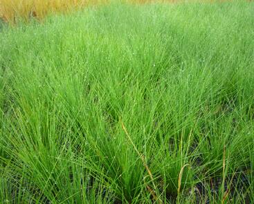 Kostřava ametystová