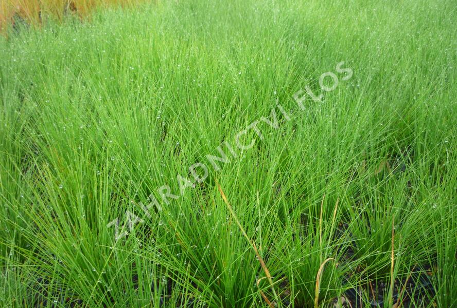 Kostřava ametystová - Festuca amethystina