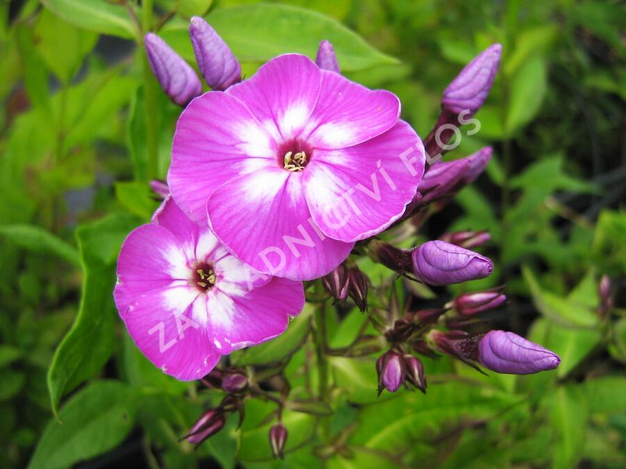 Plamenka šídlovitá mix - Phlox subulata mix