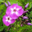 Plamenka šídlovitá mix - Phlox subulata mix