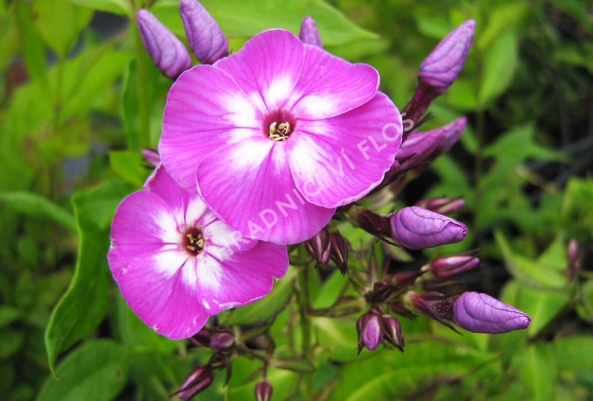 Plamenka šídlovitá mix - Phlox subulata mix