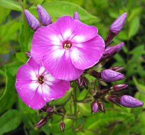 Plamenka šídlovitá mix - Phlox subulata mix