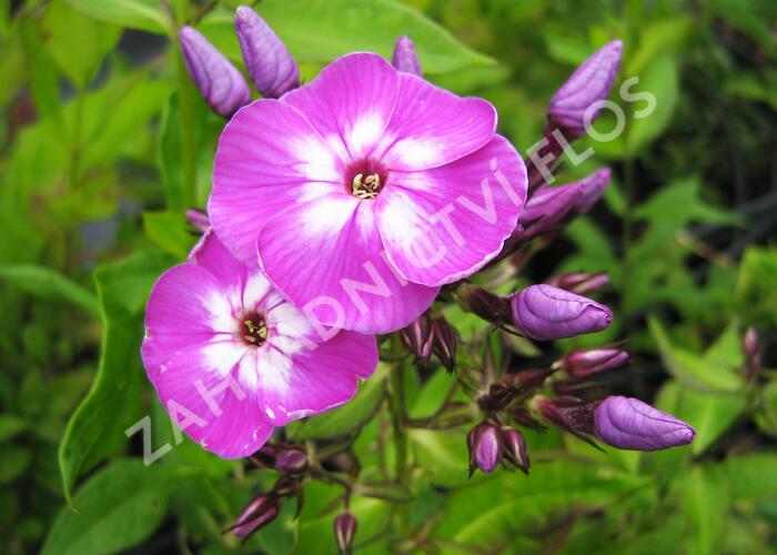 Plamenka šídlovitá mix - Phlox subulata mix
