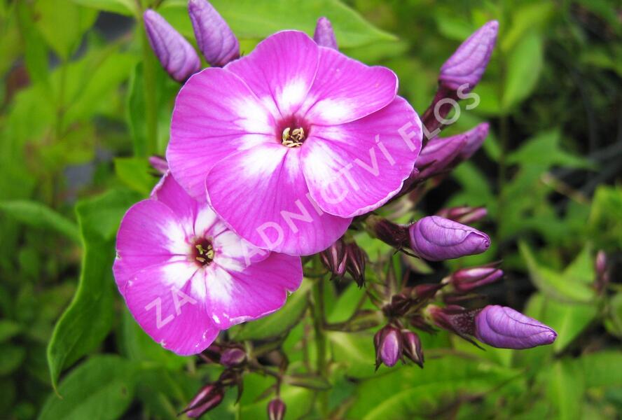 Plamenka šídlovitá mix - Phlox subulata mix