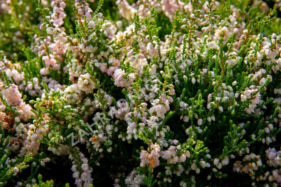 Vřes obecný - Calluna vulgaris