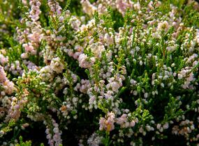 Vřes obecný - Calluna vulgaris