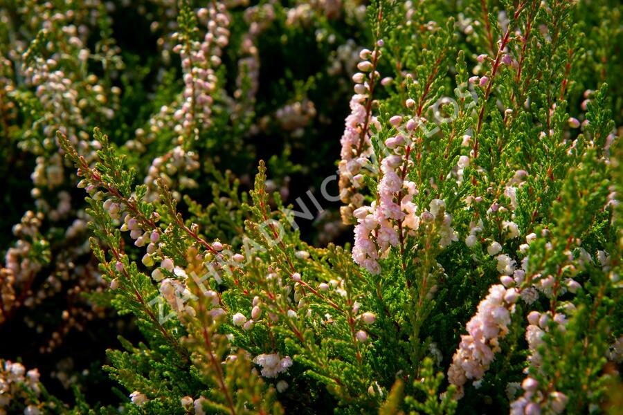 Vřes obecný - Calluna vulgaris