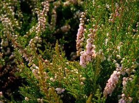 Vřes obecný - Calluna vulgaris
