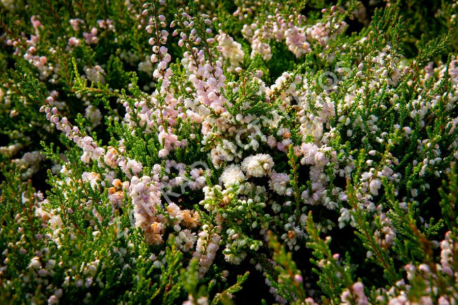 Vřes obecný - Calluna vulgaris