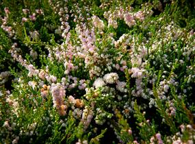 Vřes obecný - Calluna vulgaris