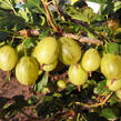 Angrešt žlutý 'Prima' - Grossularia uva-crispa 'Prima'