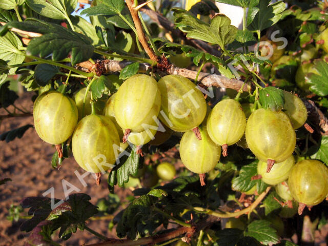 Angrešt žlutý 'Prima' - Grossularia uva crispa 'Prima'