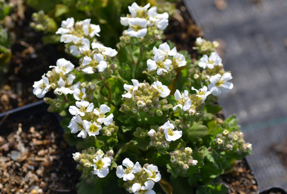 Huseník kavkazský 'Snowfix' - Arabis caucasica 'Snowfix'