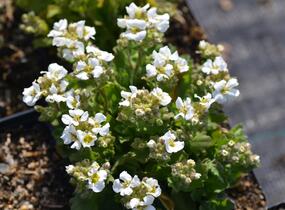 Huseník kavkazský 'Snowfix' - Arabis caucasica 'Snowfix'