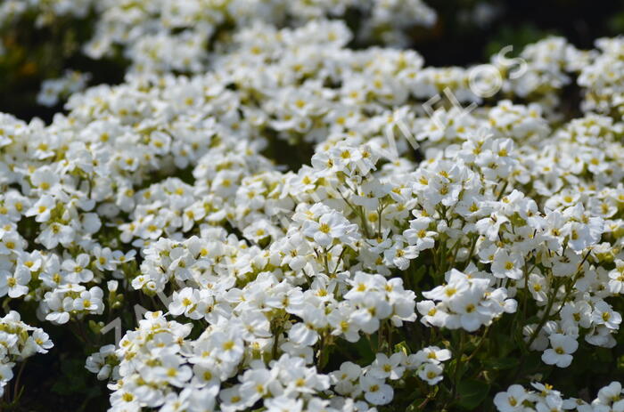 Huseník kavkazský 'Snowfix' - Arabis caucasica 'Snowfix'