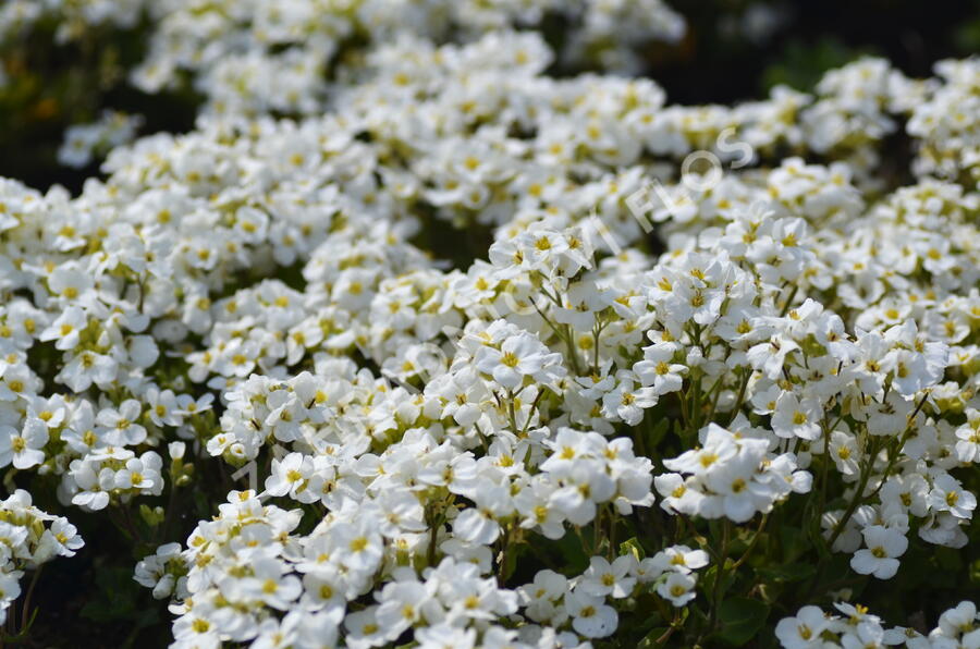 Huseník kavkazský 'Snowfix' - Arabis caucasica 'Snowfix'