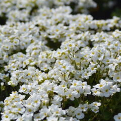 Huseník kavkazský 'Snowfix' - Arabis caucasica 'Snowfix'